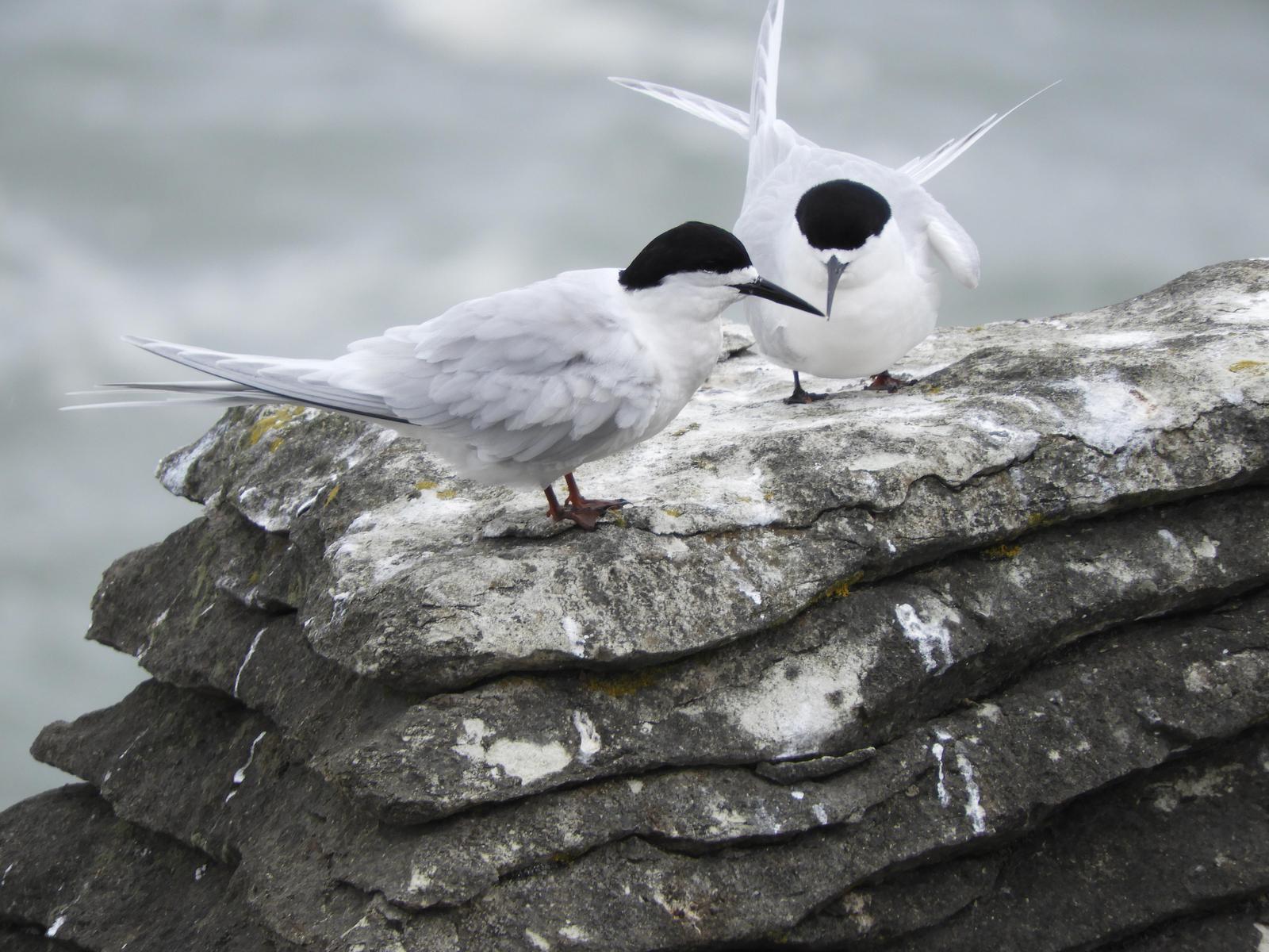 White-fronted Tern Photo by Jeff Harding