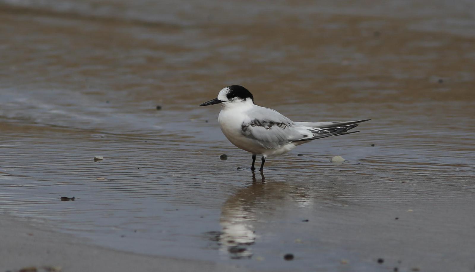White-fronted Tern Photo by Rohan van Twest