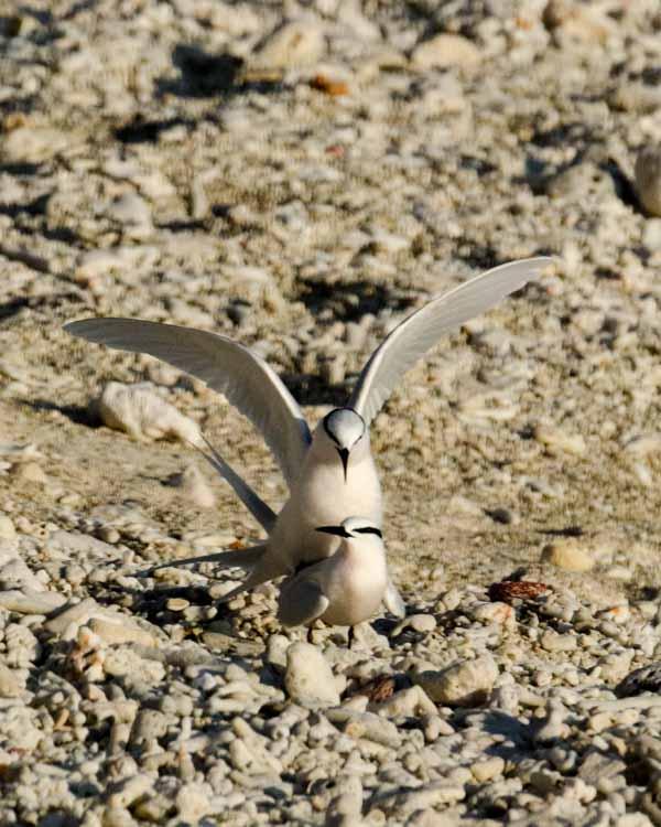 Black-naped Tern Photo by Bob Hasenick
