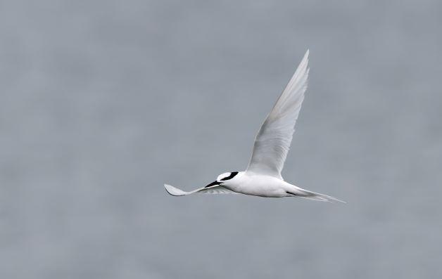 Black-naped Tern Photo by Kenneth Cheong