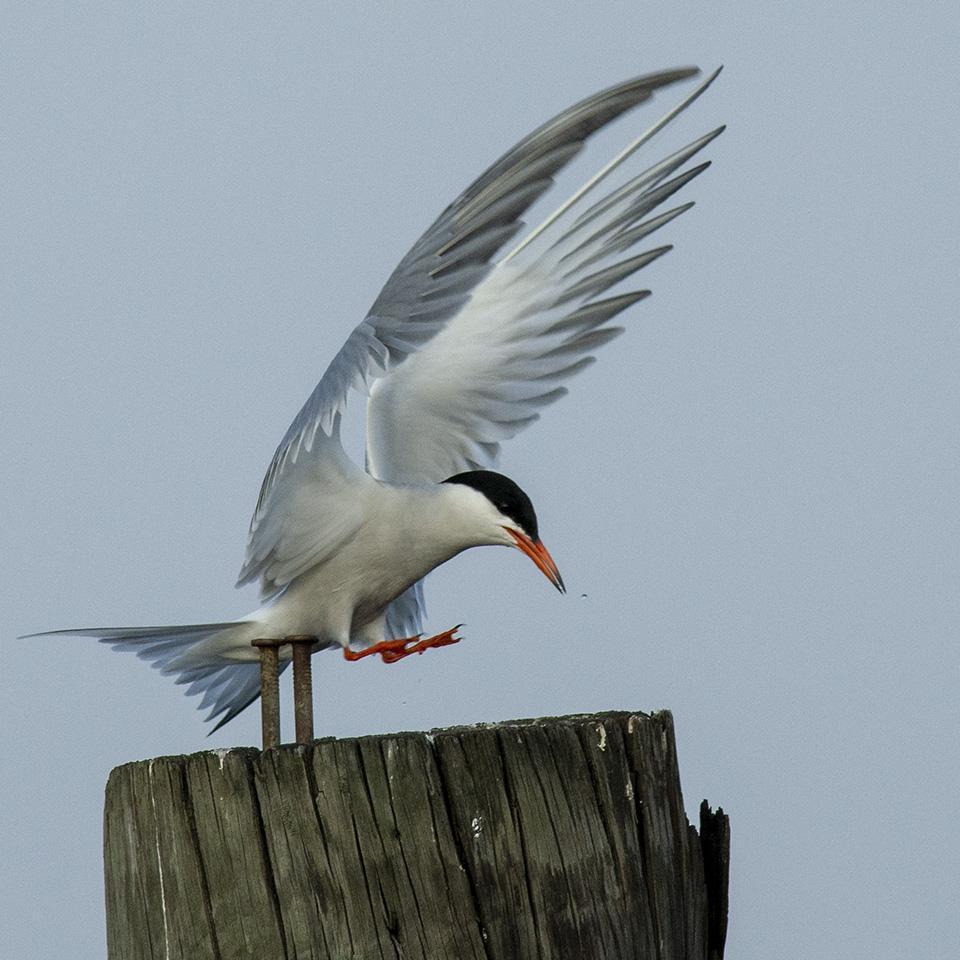Common Tern Photo by Thomas J Dunkerton