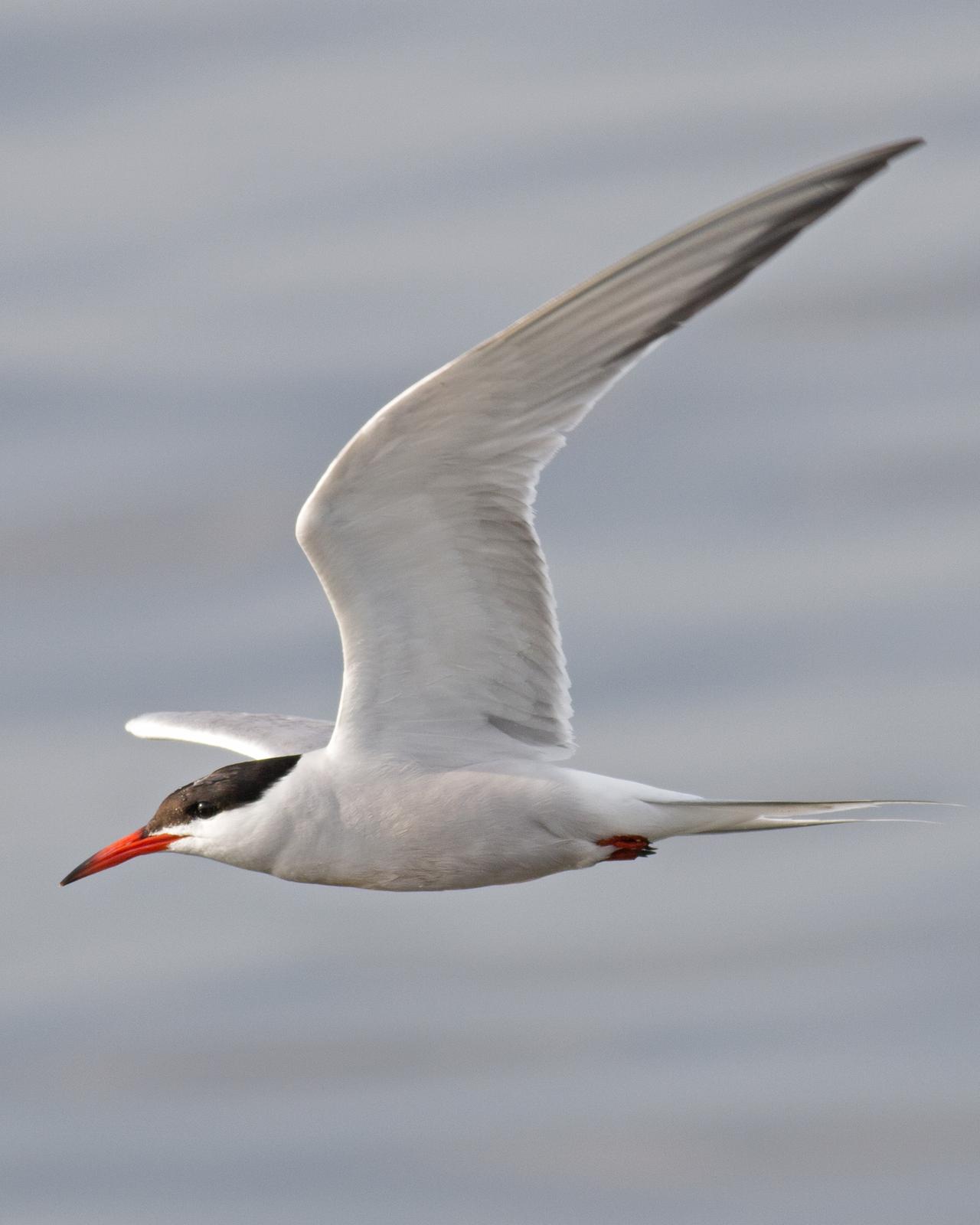 Common Tern Photo by Joshua Jones