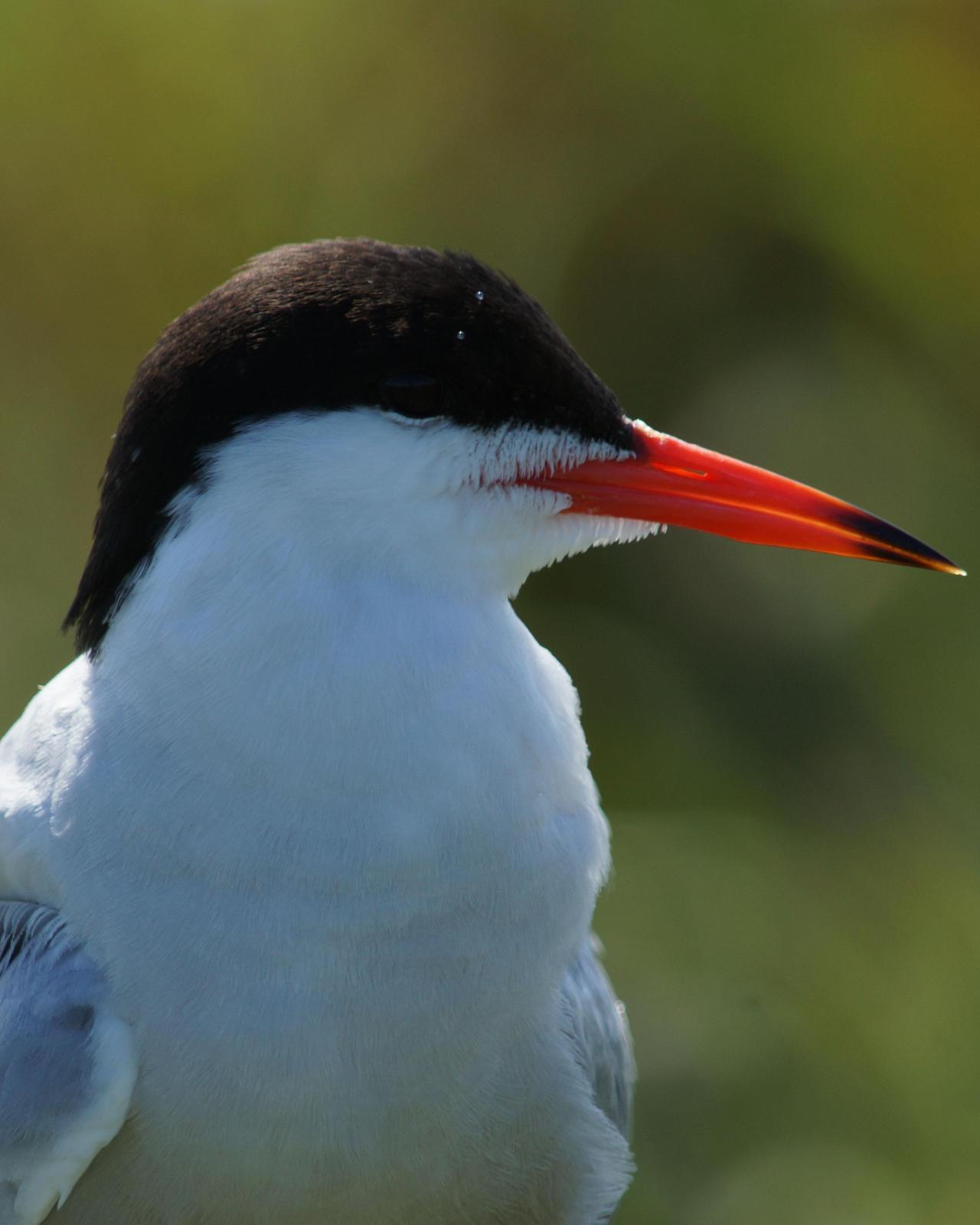 Common Tern Photo by Steve Percival