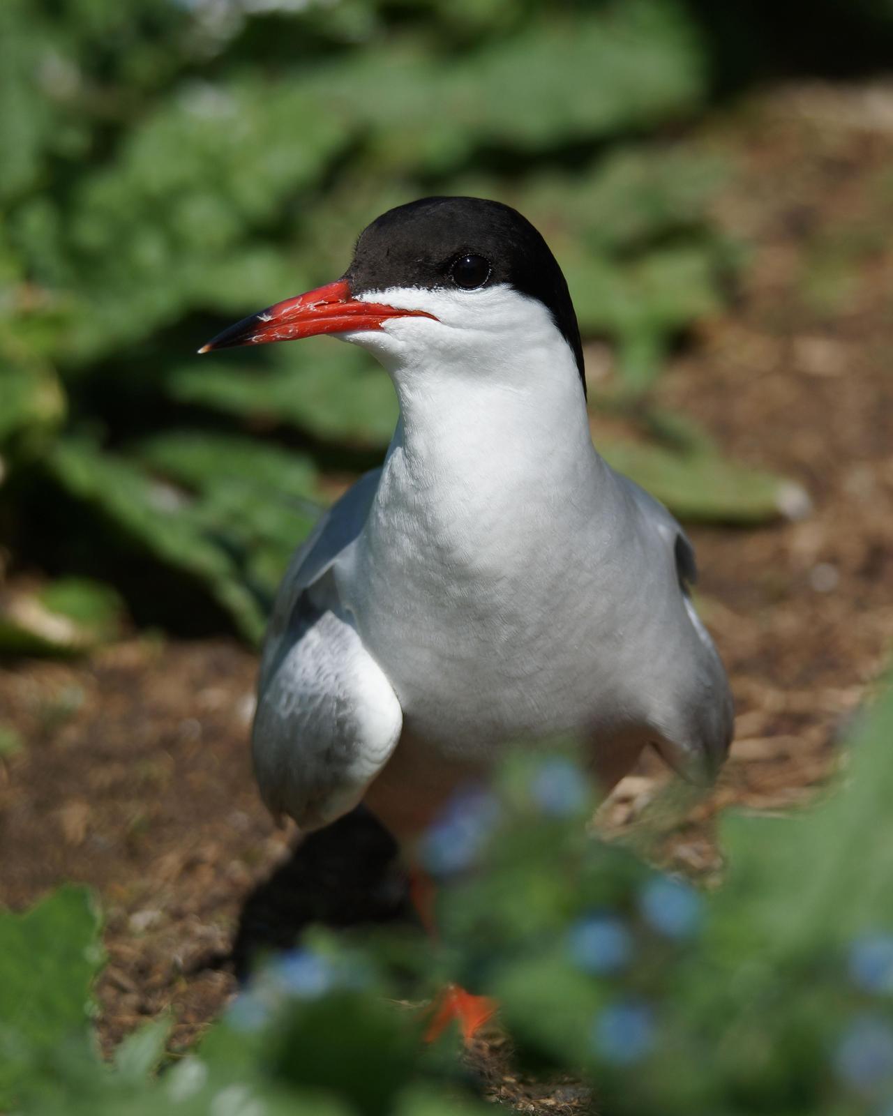 Common Tern Photo by Steve Percival
