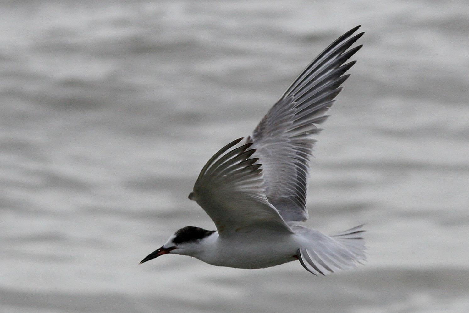 Common Tern Photo by David Sarkozi