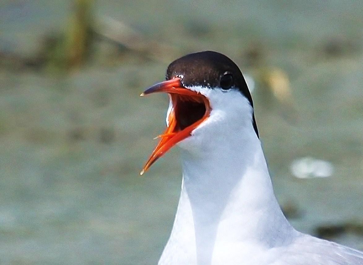 Common Tern Photo by Matthew McCluskey