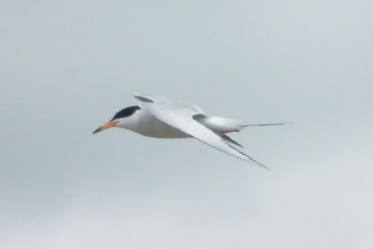 Common Tern Photo by Enid Bachman
