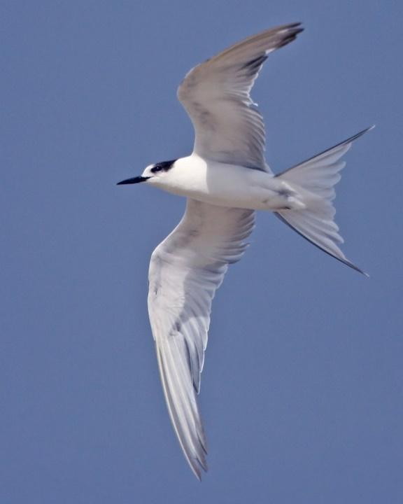 Common Tern Photo by Mat Gilfedder