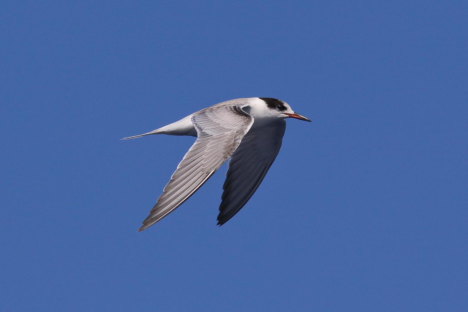 Common Tern Photo by Tom Ford-Hutchinson