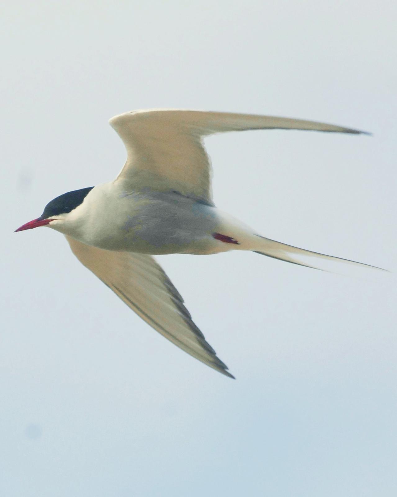 Arctic Tern Photo by David Hollie