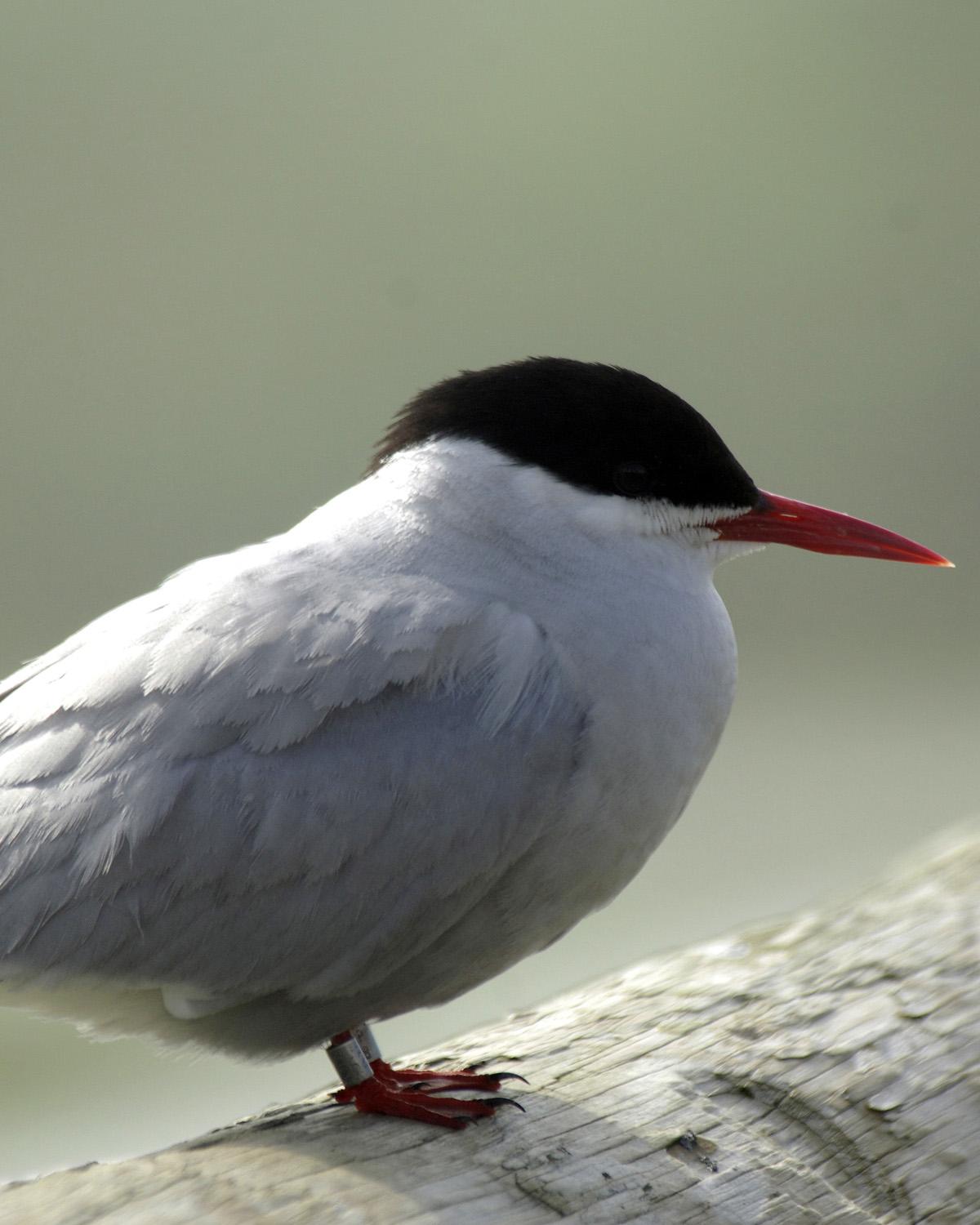 Arctic Tern Photo by Magill Weber