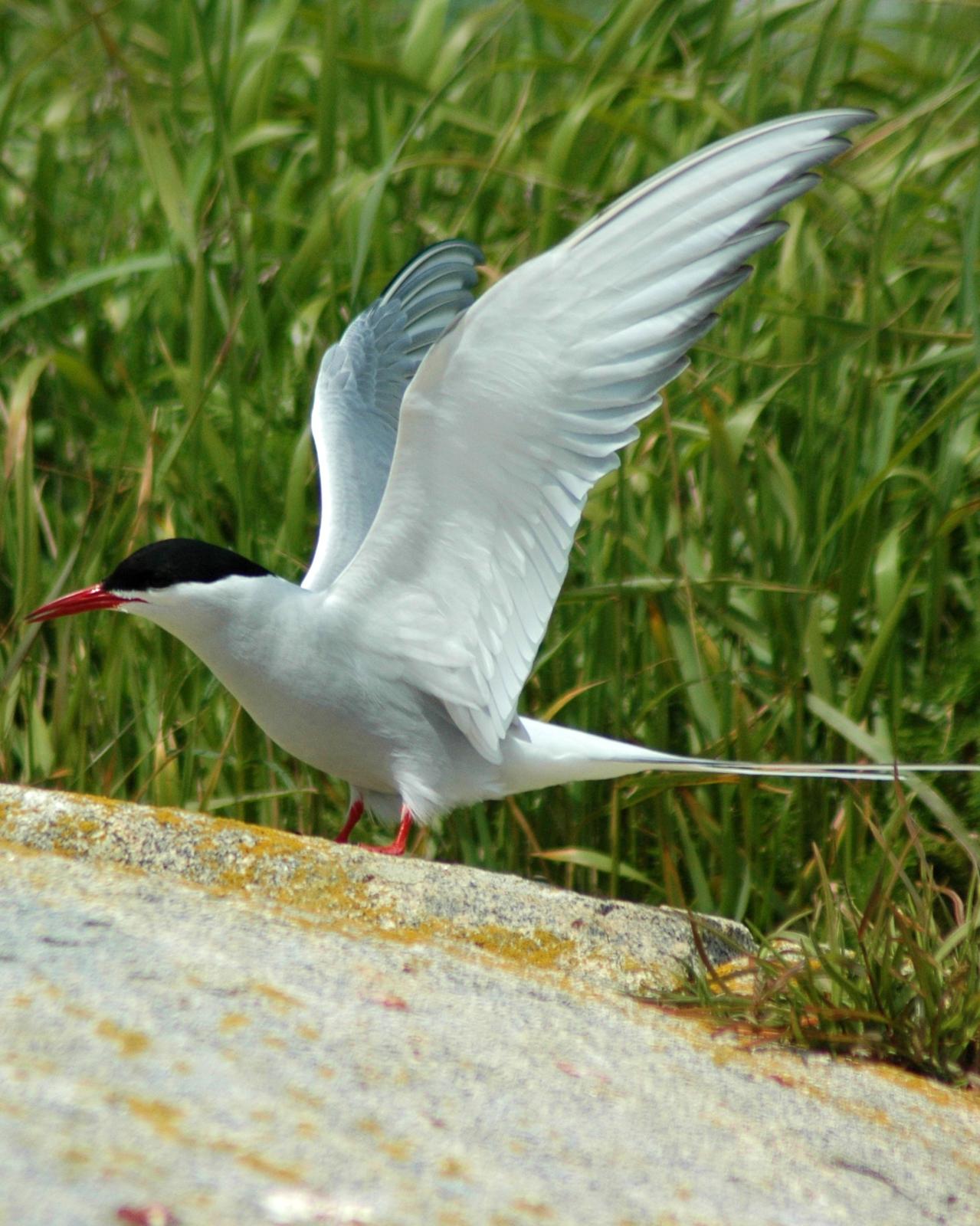 Arctic Tern Photo by David Hollie