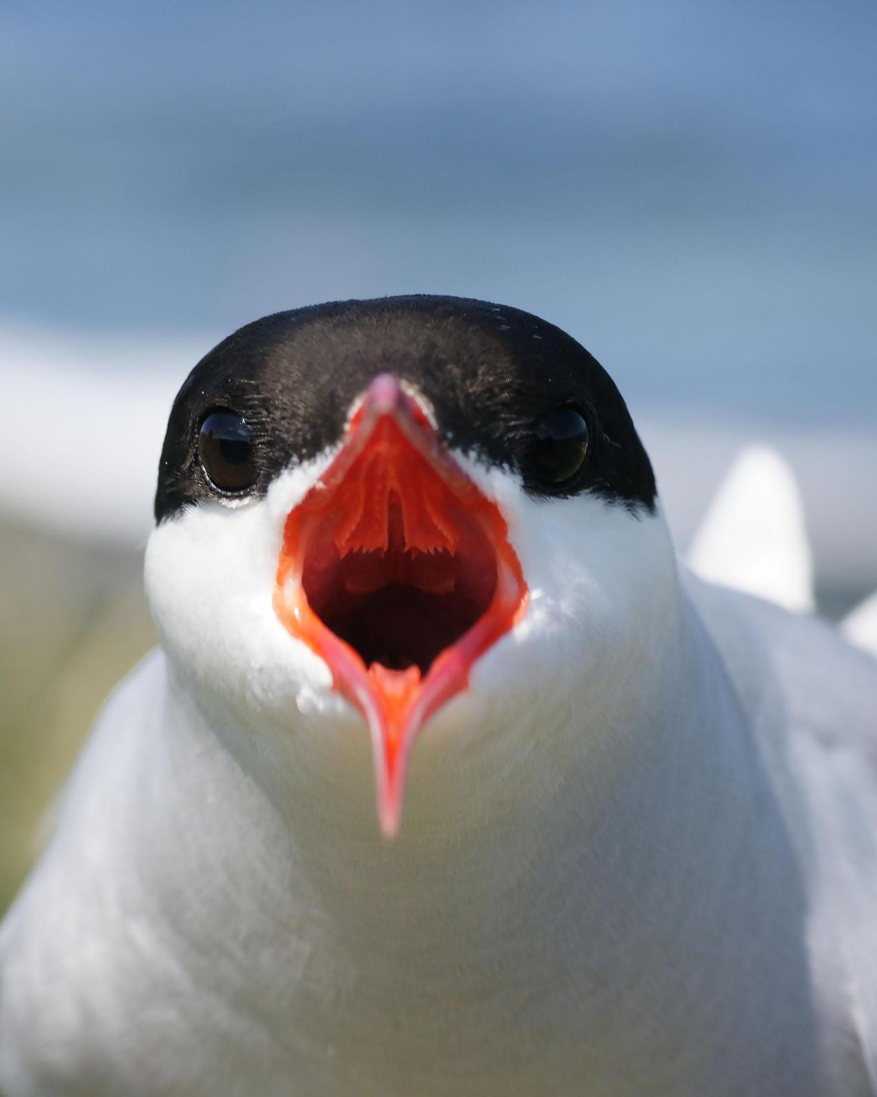Arctic Tern Photo by Steve Percival