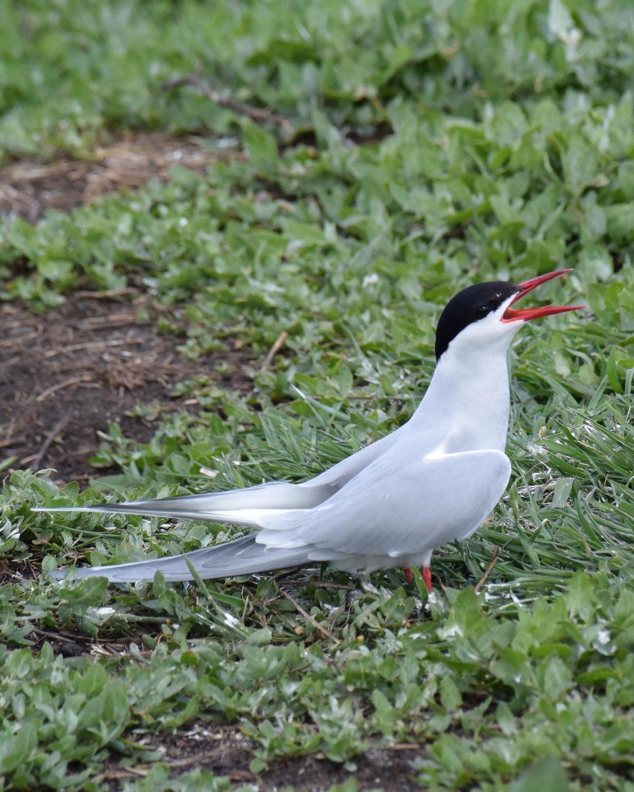 Arctic Tern Photo by Emily Percival
