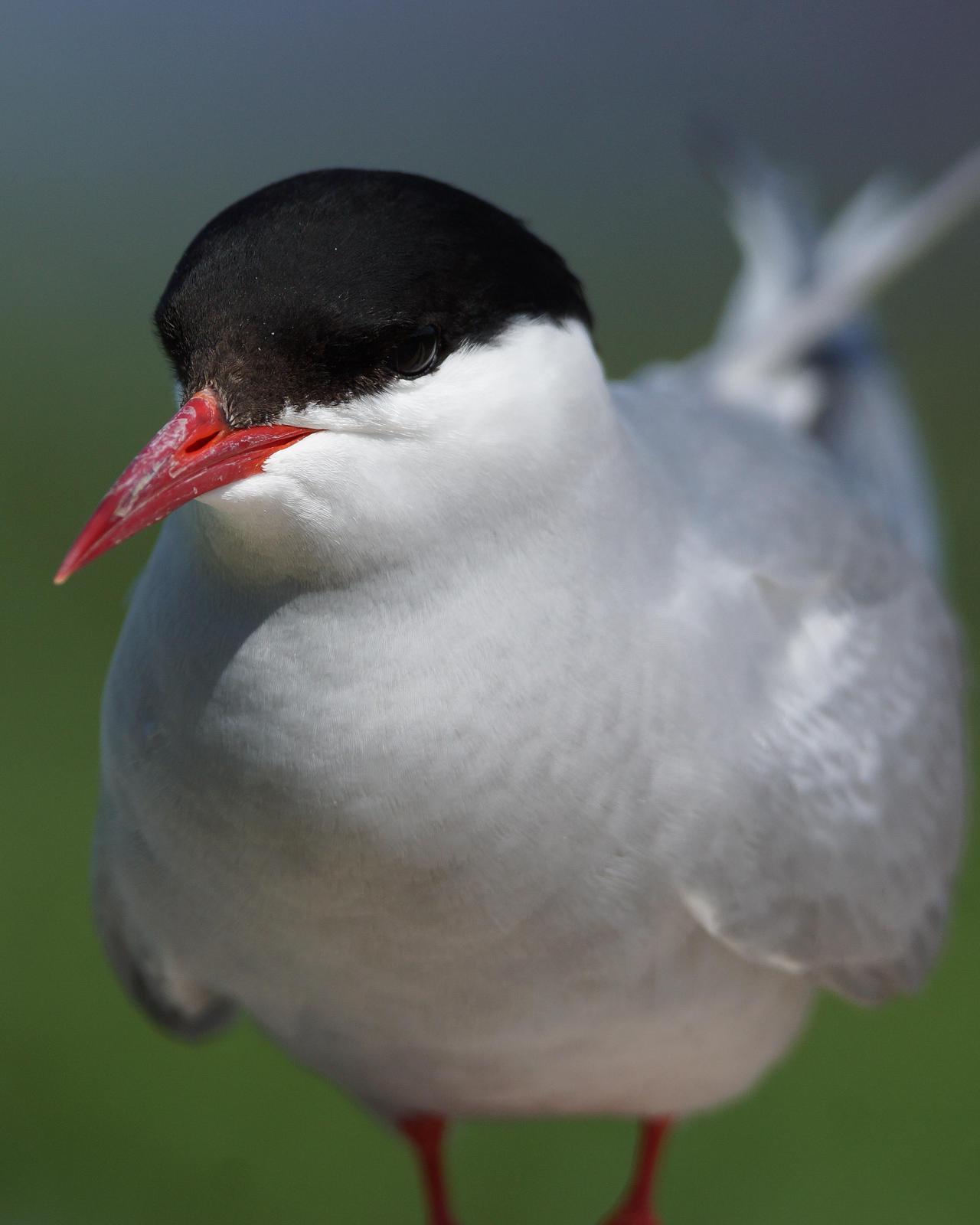 Arctic Tern Photo by Steve Percival