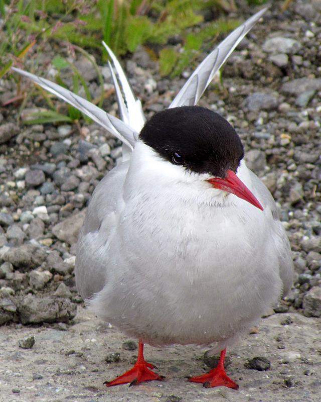 Arctic Tern Photo by Ashley Bradford