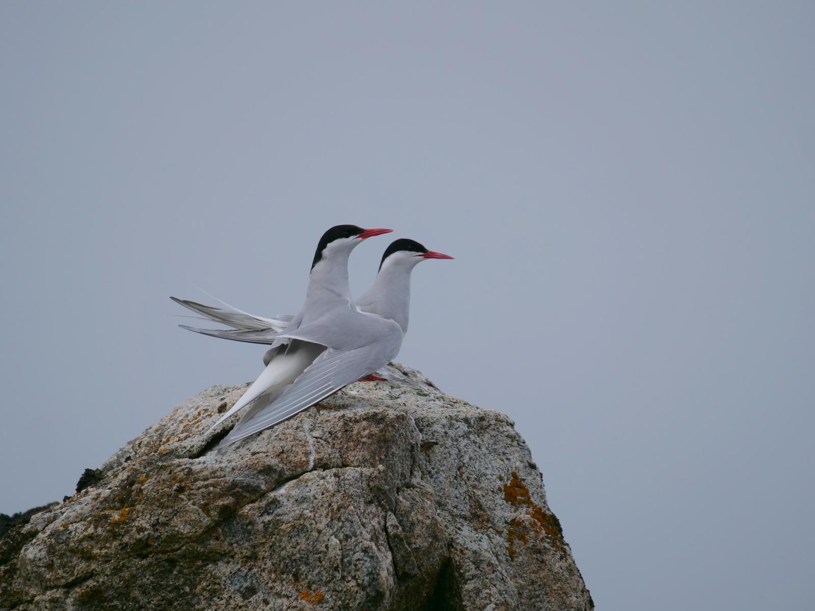 Arctic Tern Photo by Peter Lowe