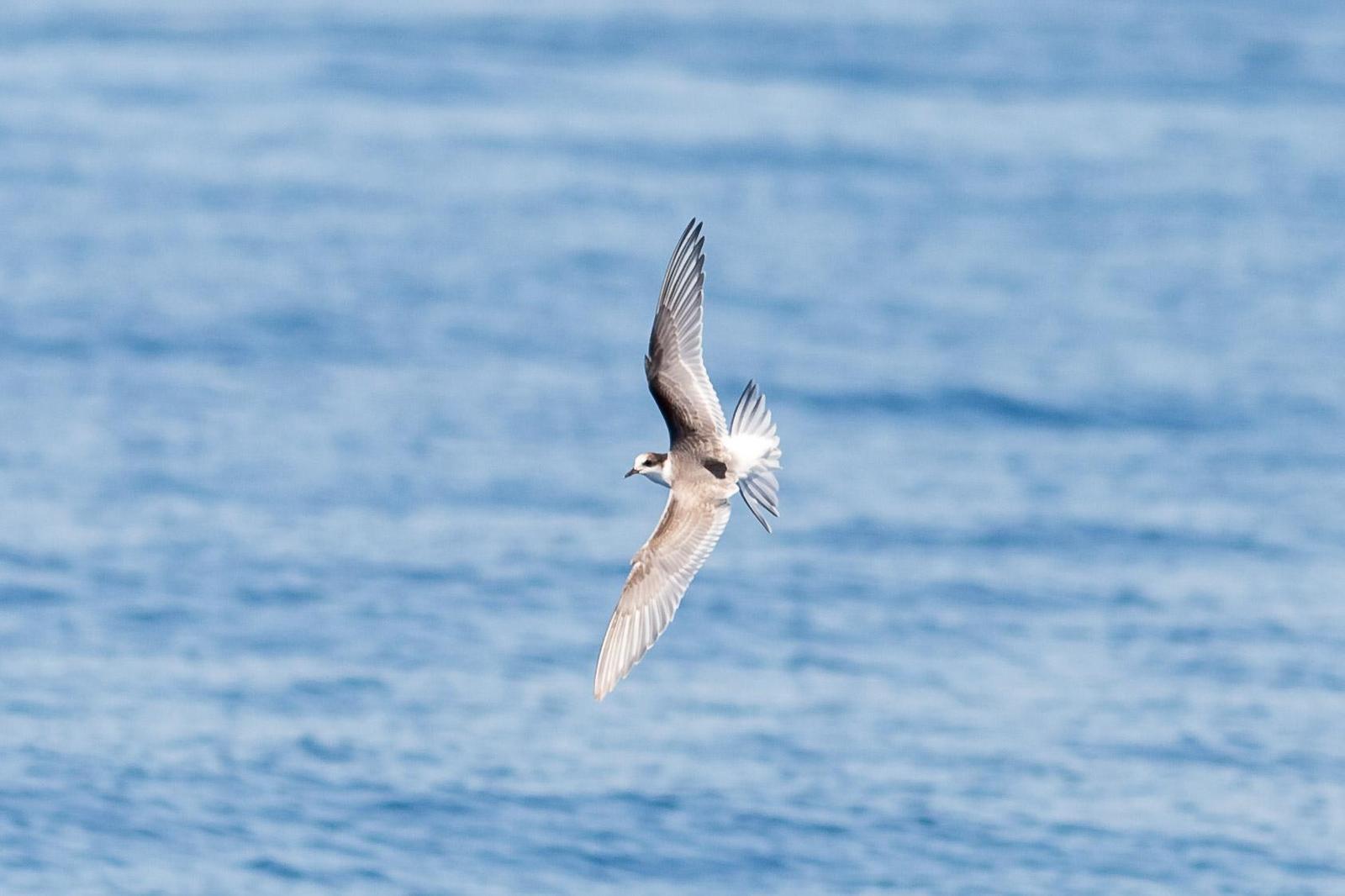 Arctic Tern Photo by Jeff Bray