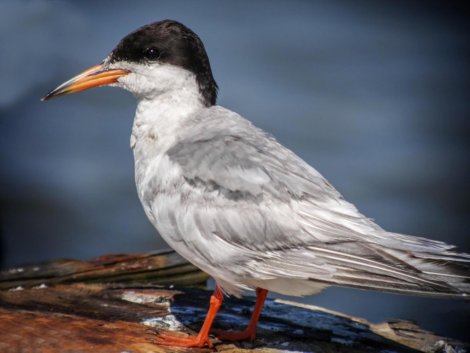 Forster's Tern Photo by Joseph Pescatore
