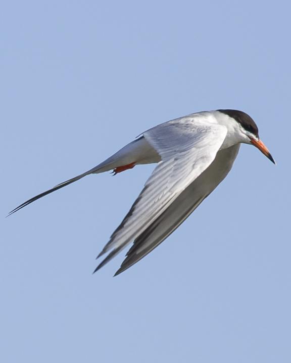 Forster's Tern Photo by Anthony Gliozzo
