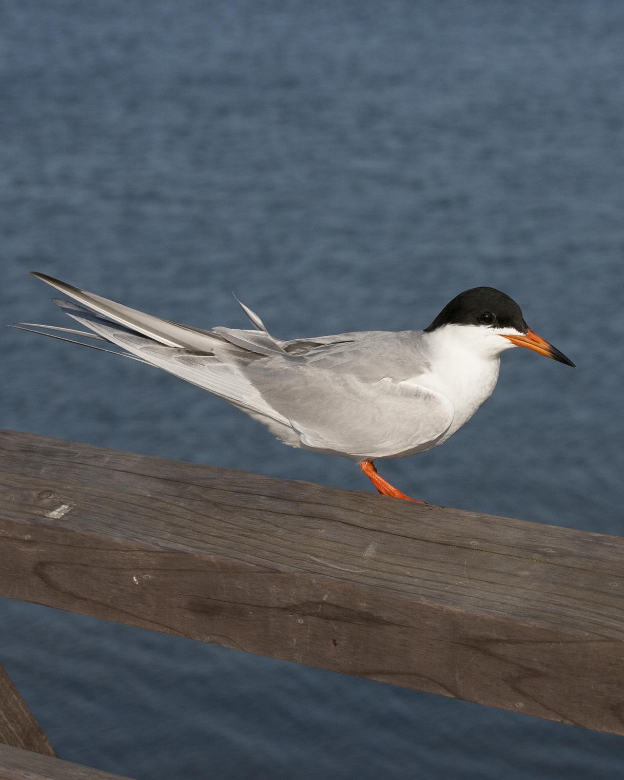 Forster's Tern Photo by Jeff Moore