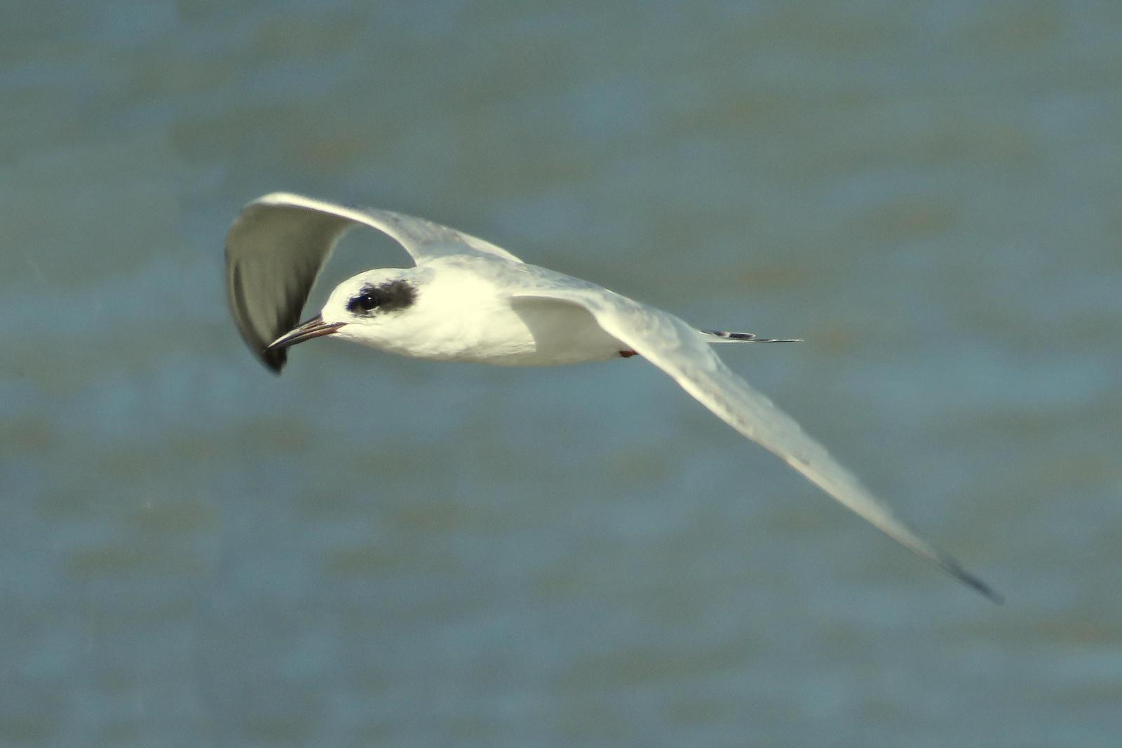 Forster's Tern Photo by Bob Neugebauer