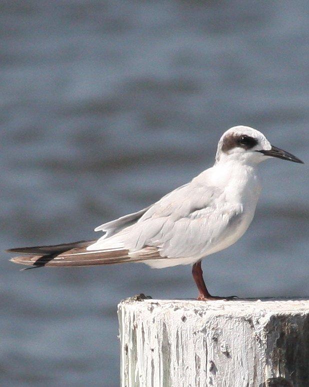 Forster's Tern Photo by Andrew Core