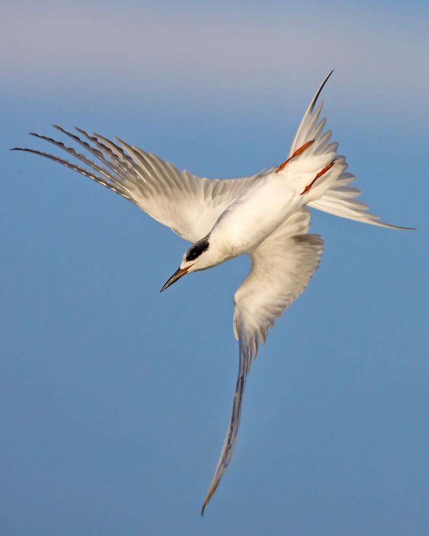 Forster's Tern Photo by Josh Haas
