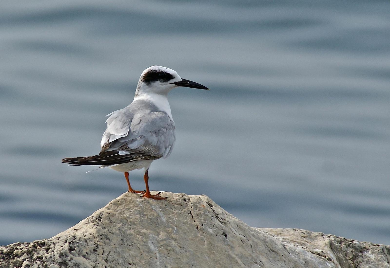 Forster's Tern Photo by Gerald Hoekstra