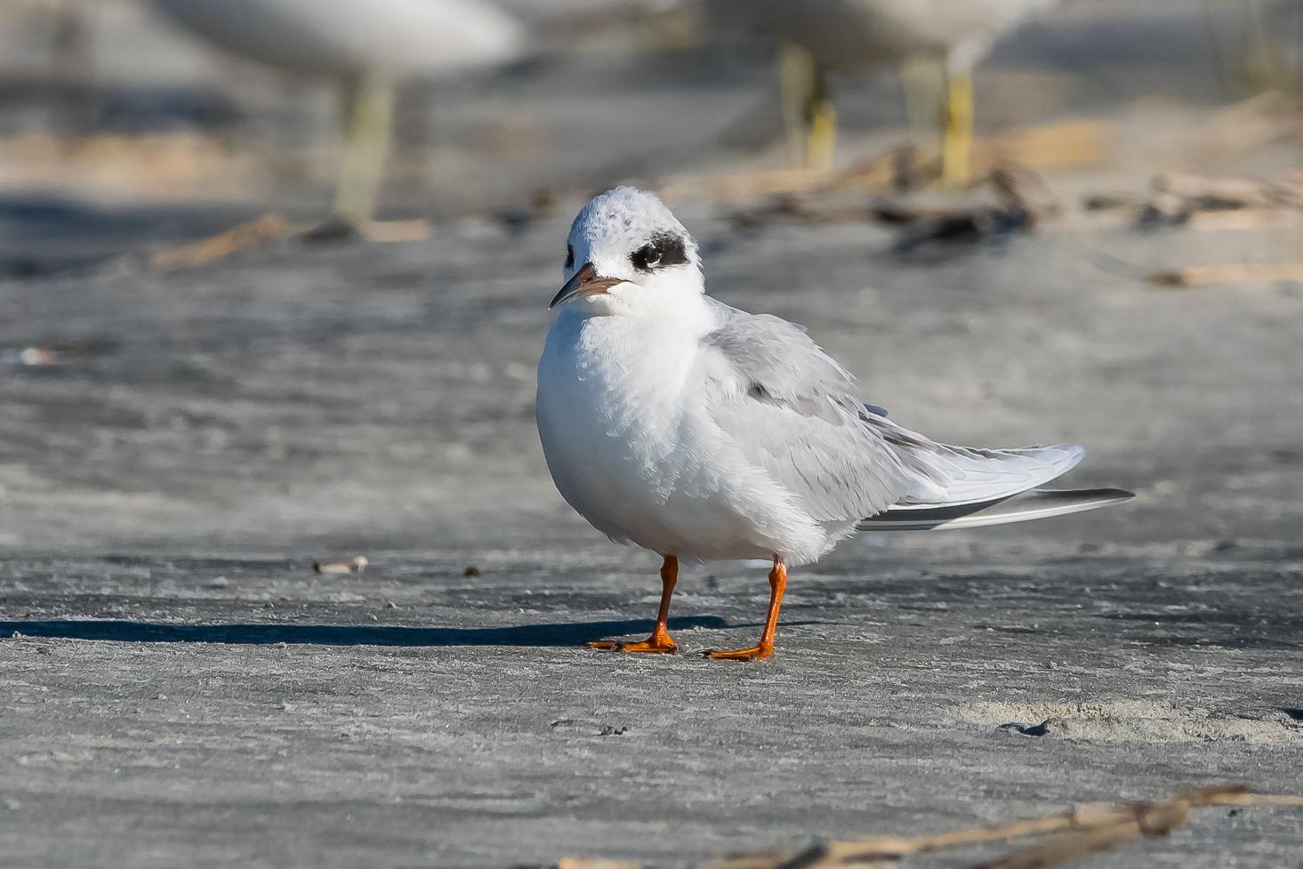 Forster's Tern Photo by Gerald Hoekstra