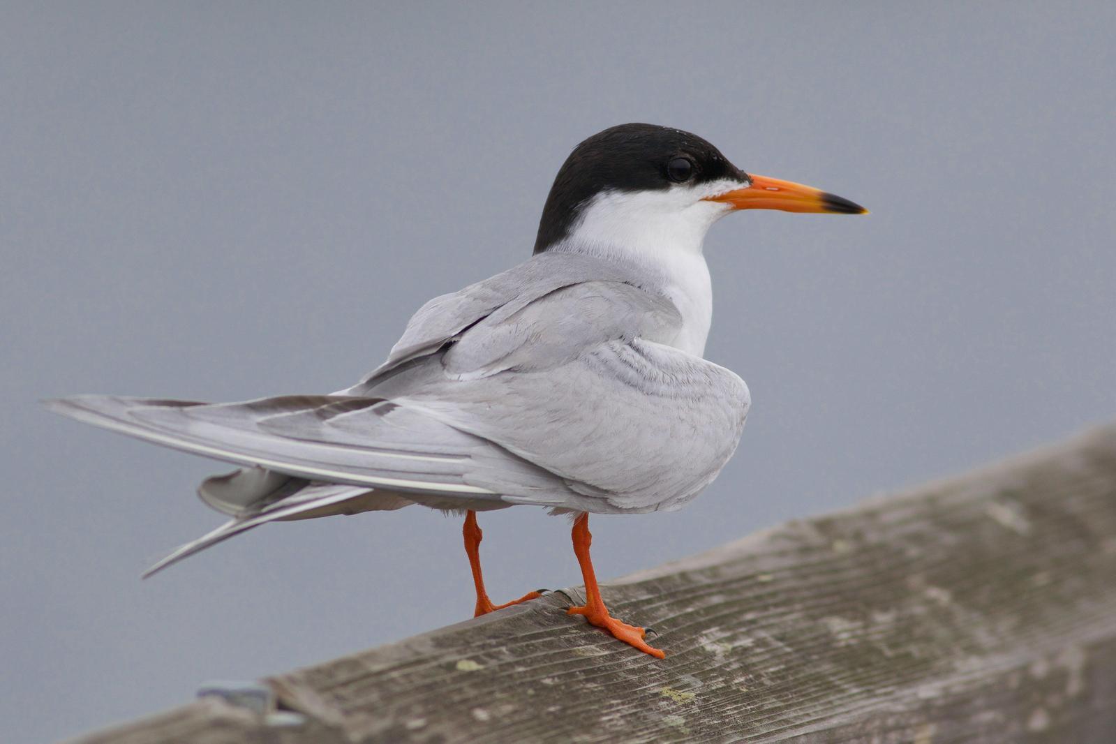Forster's Tern Photo by Tom Ford-Hutchinson