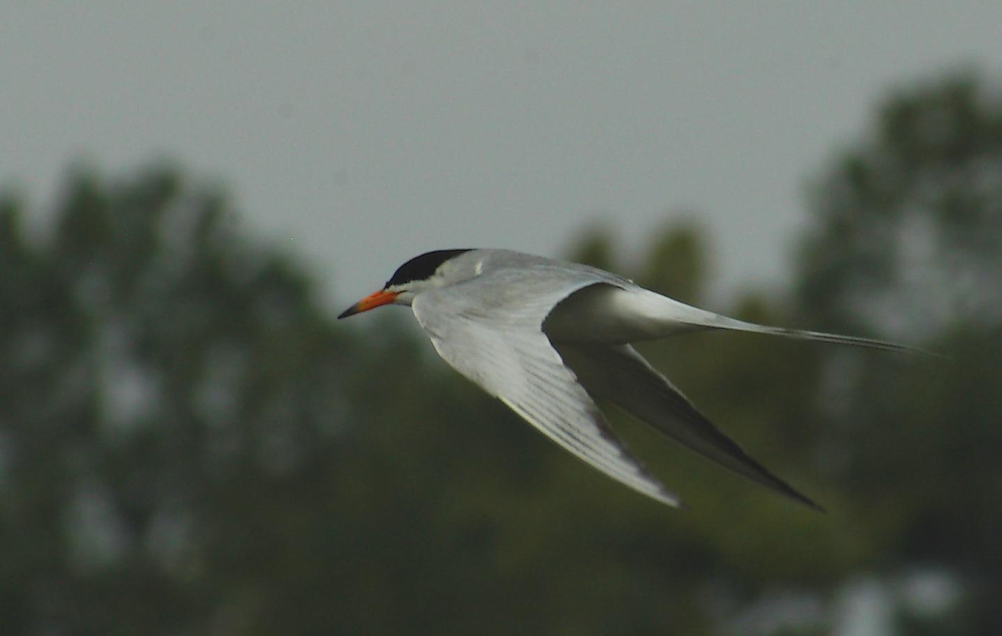 Forster's Tern Photo by Kent Jensen