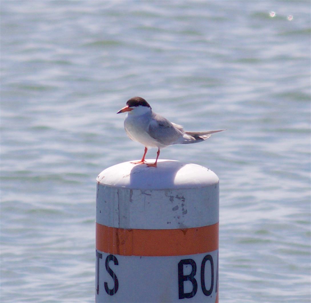 Forster's Tern Photo by Kathryn Keith