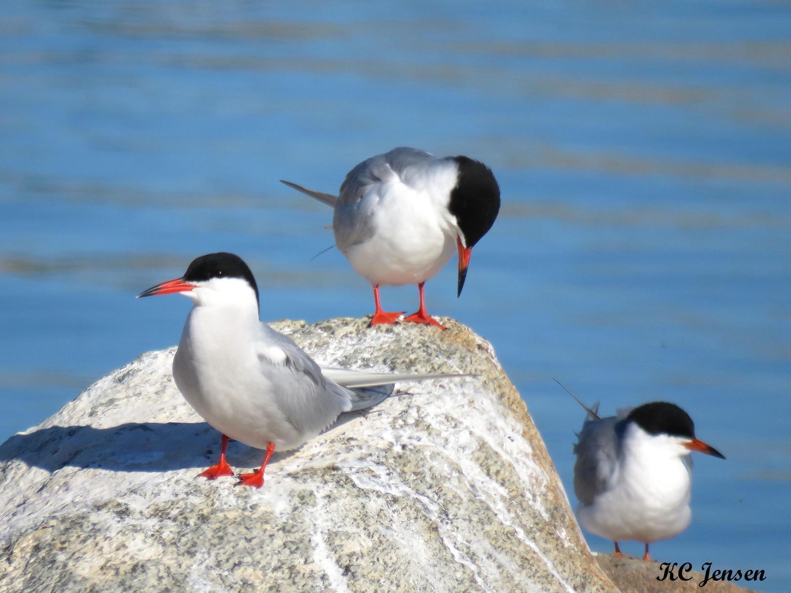 Forster's Tern Photo by Kent Jensen