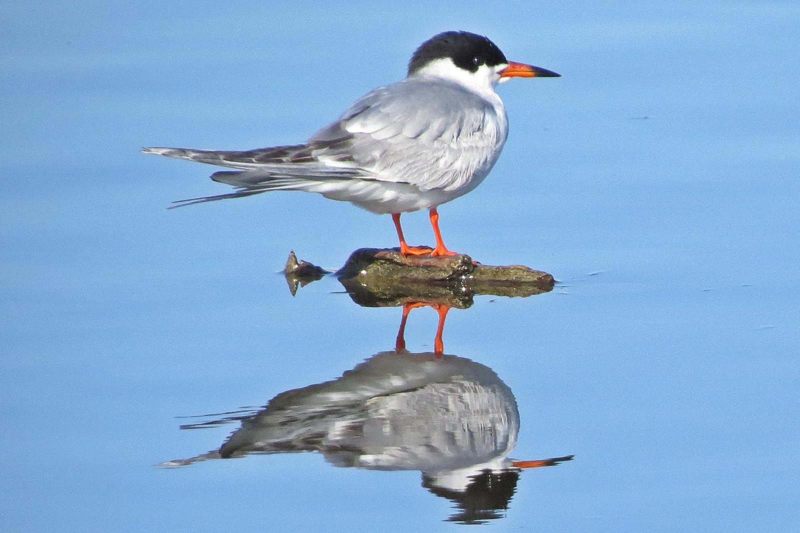 Forster's Tern Photo by Enid Bachman