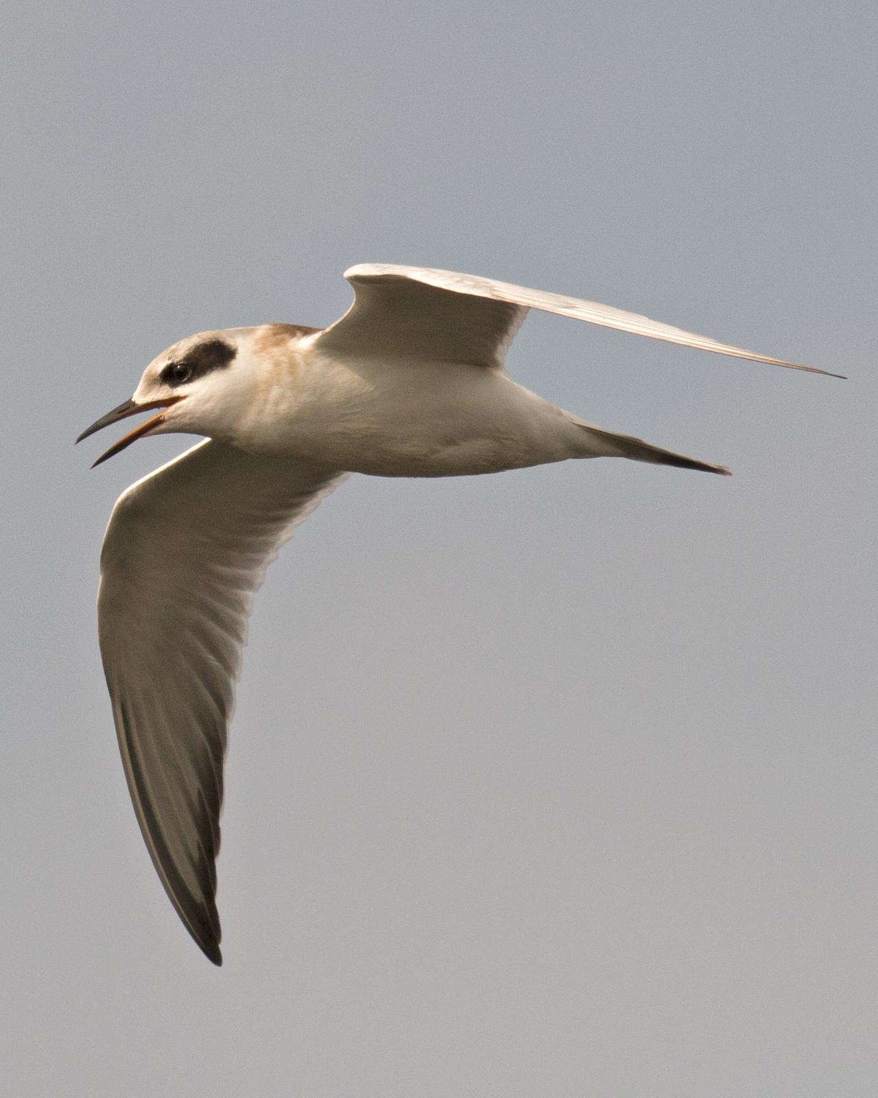 Forster's Tern Photo by Joshua Jones