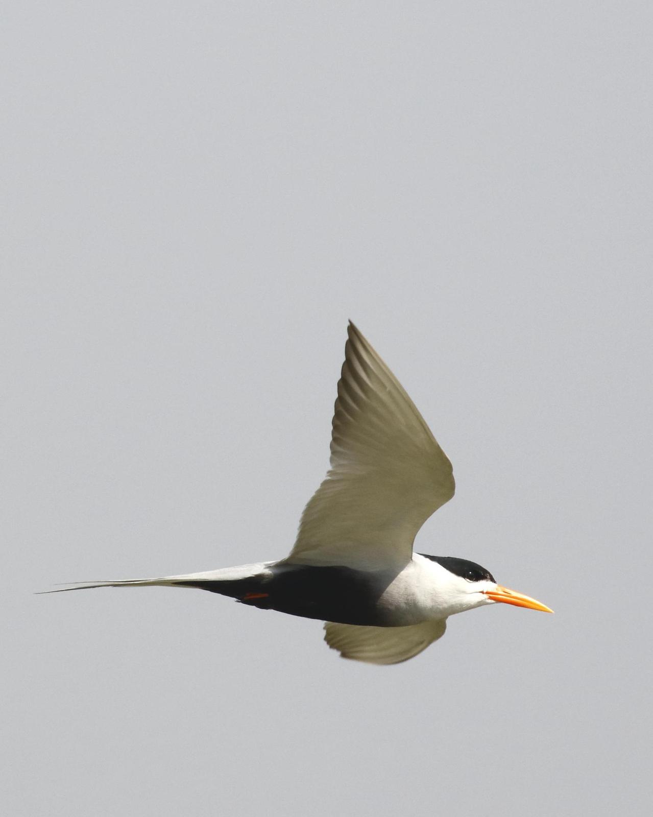 Black-bellied Tern Photo by Rahul Kaushik