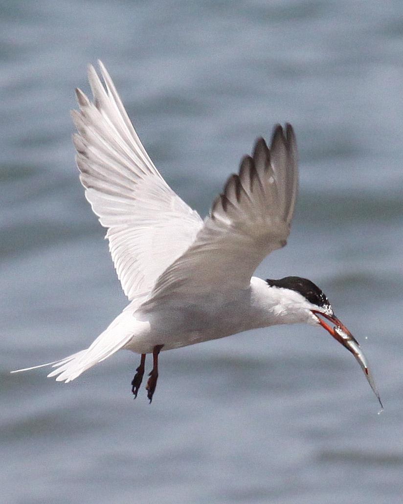 White-cheeked Tern Photo by Knut Hansen