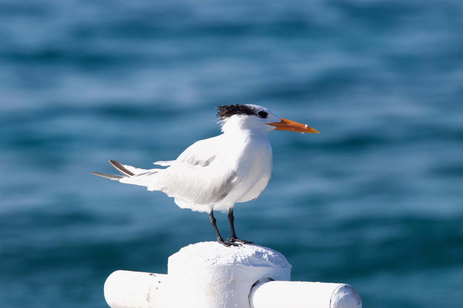 Royal Tern Photo by Ian Jarvie