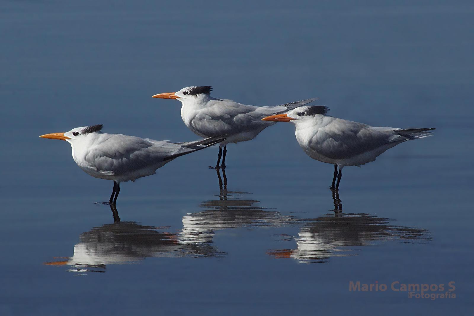 Royal Tern Photo by Mario E Campos S