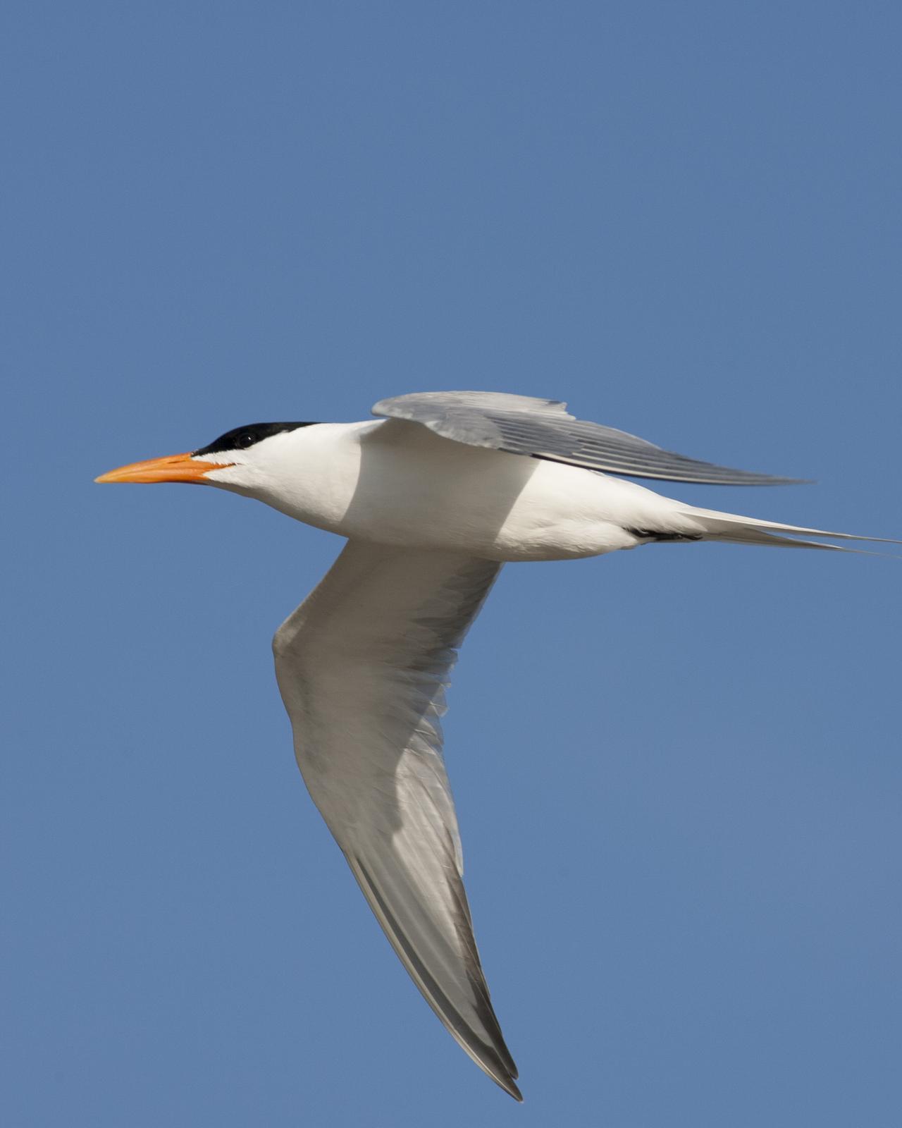Royal Tern Photo by Jeff Moore