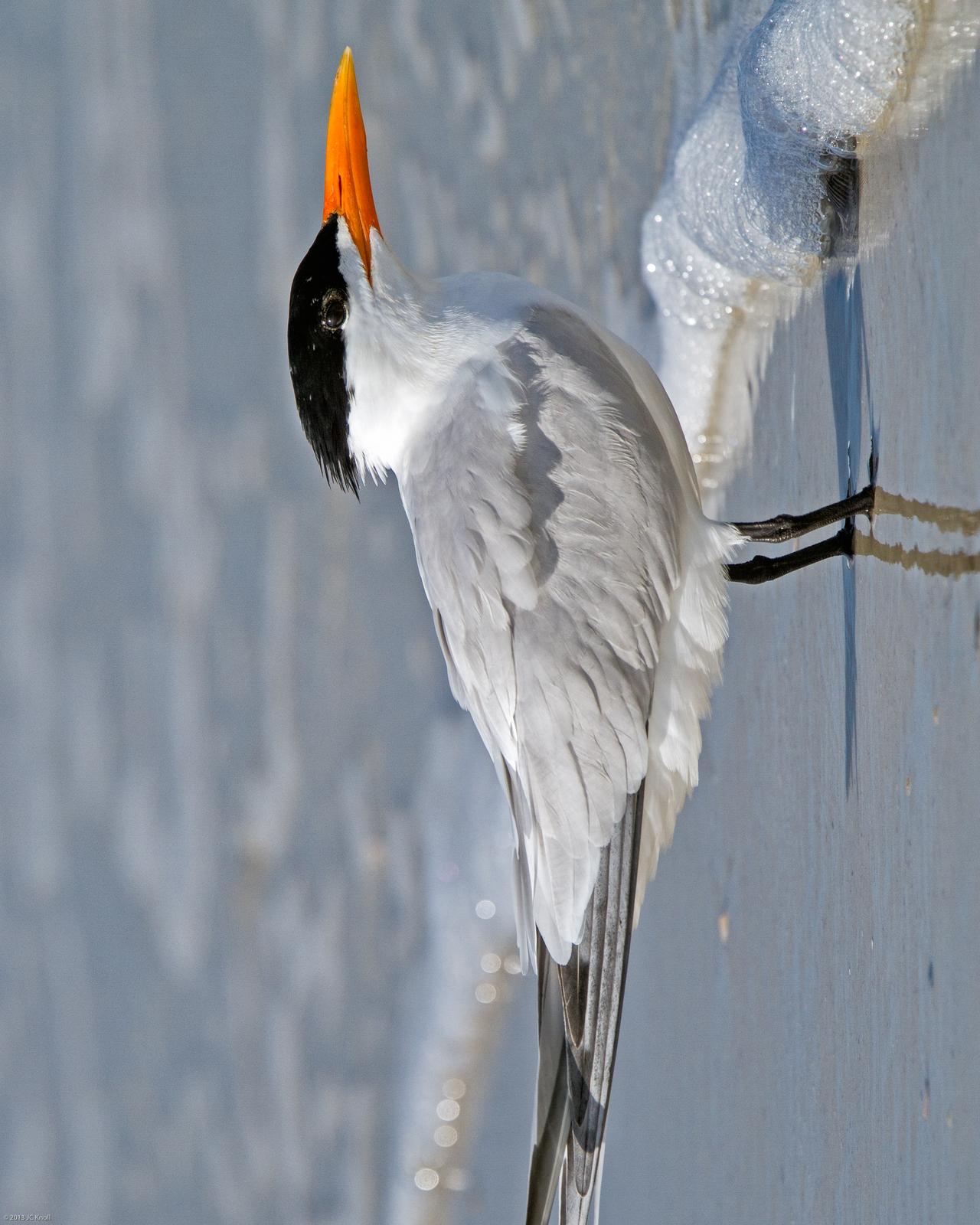 Royal Tern Photo by JC Knoll