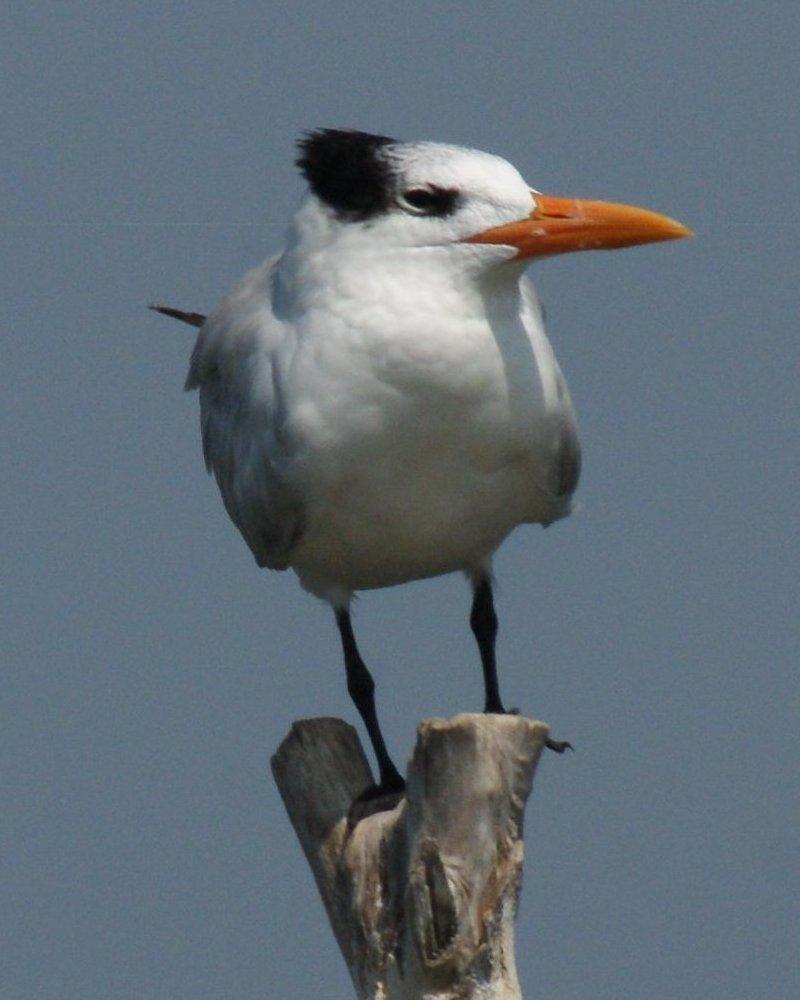 Royal Tern Photo by Robin Oxley