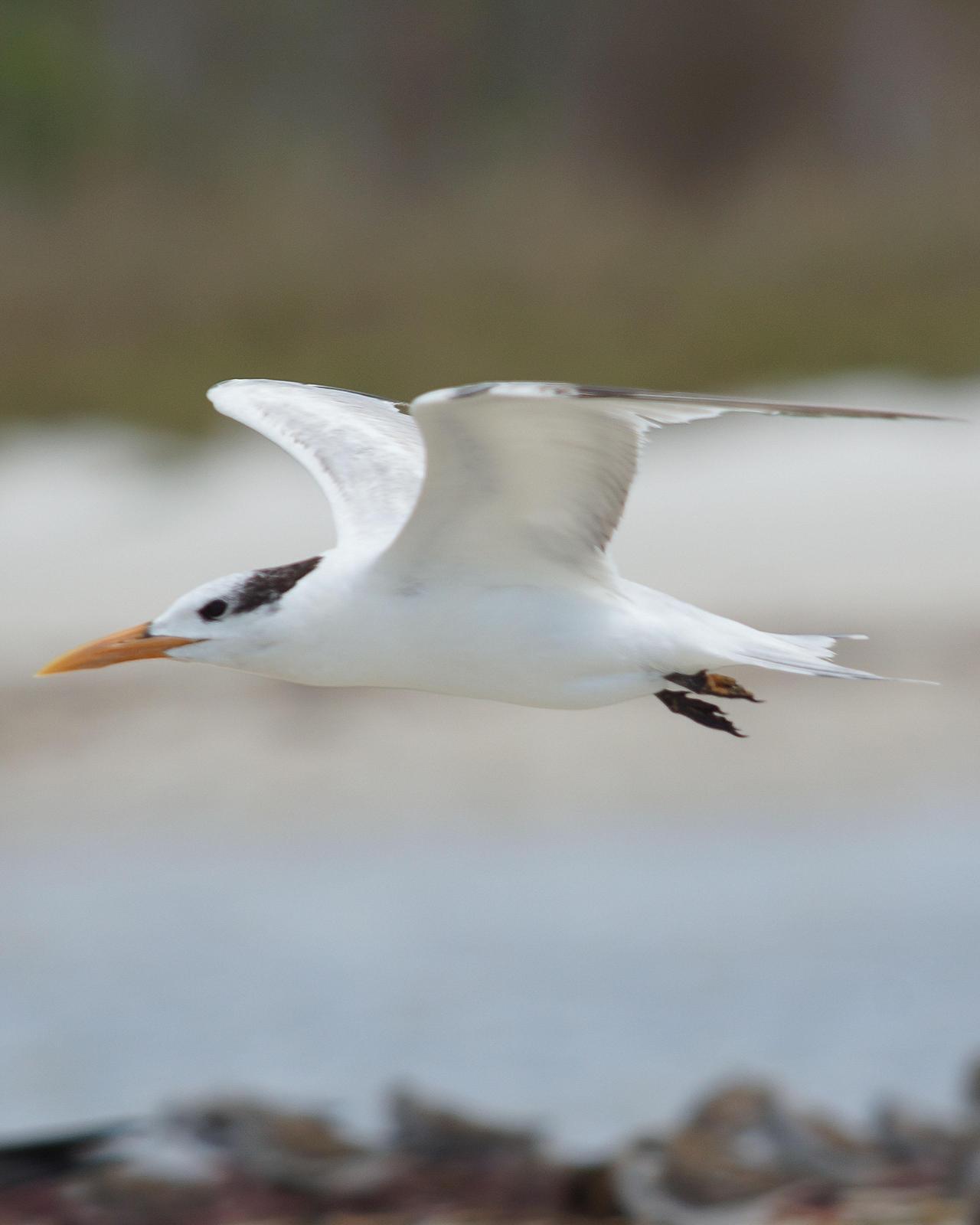 Royal Tern Photo by Steve Percival