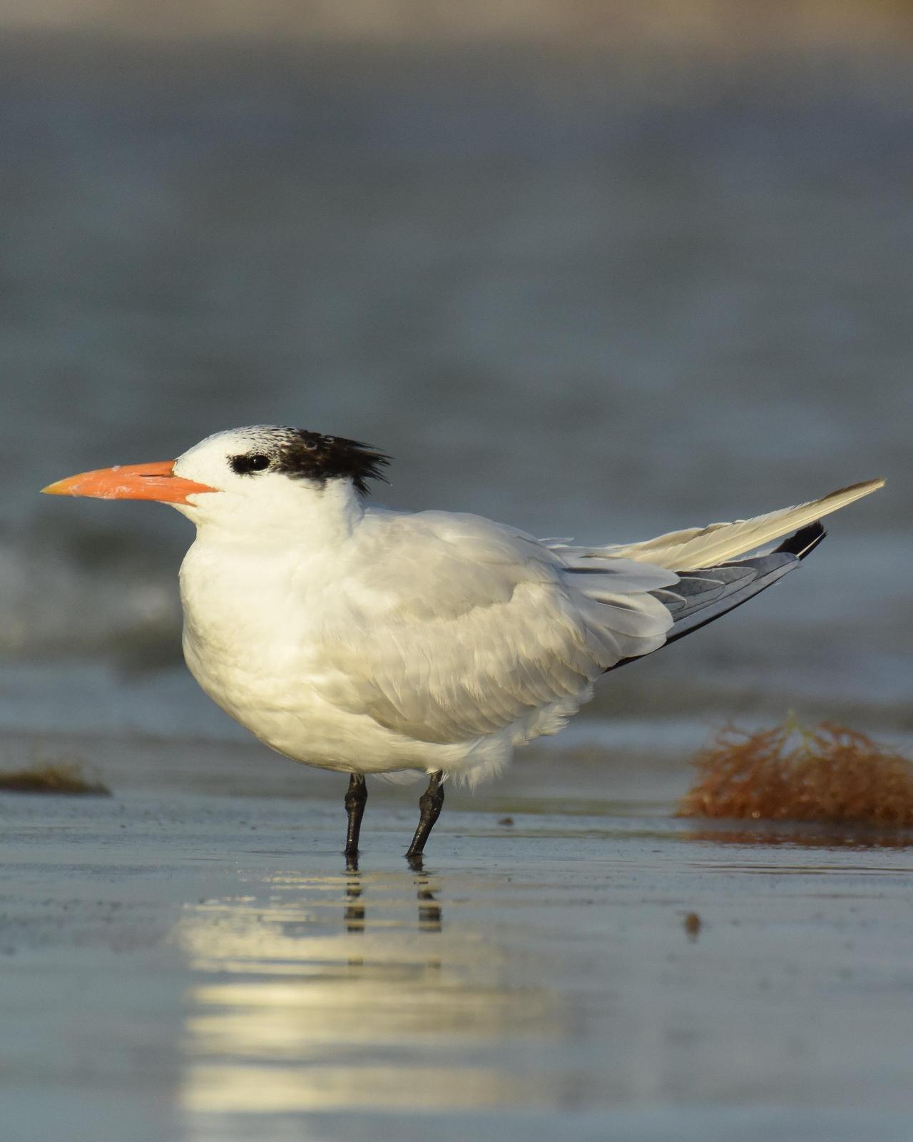 Royal Tern Photo by Emily Percival