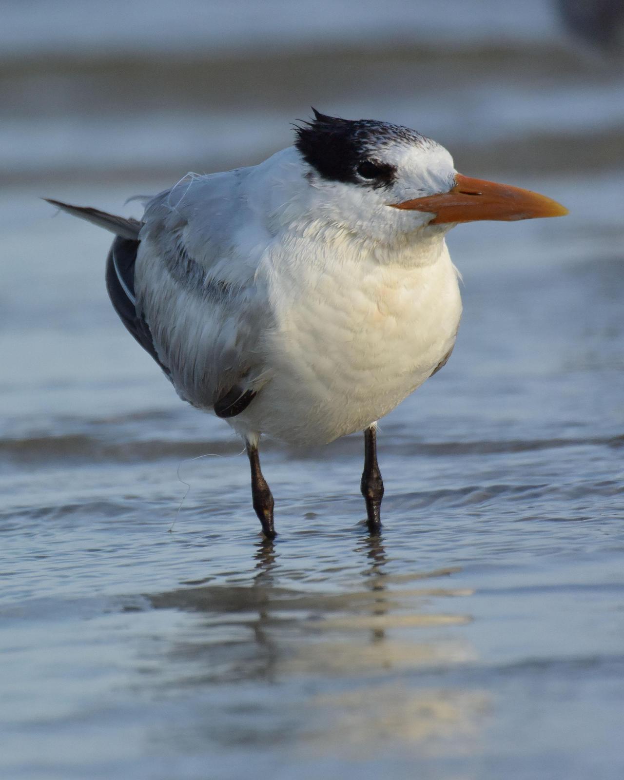 Royal Tern Photo by Steve Percival