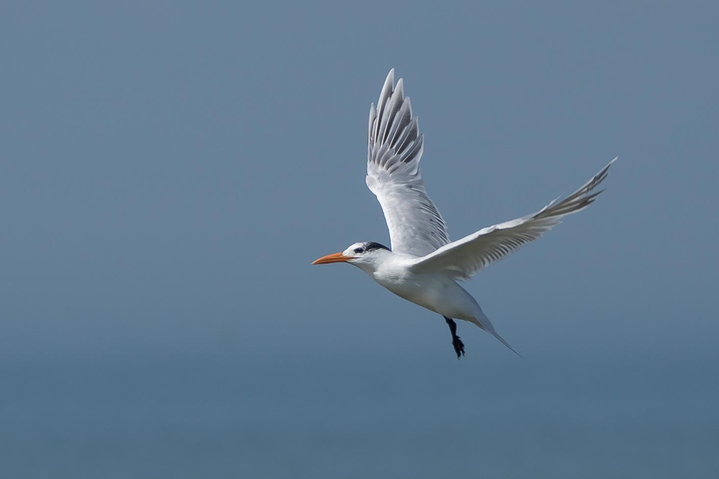 Royal Tern Photo by Gerald Hoekstra