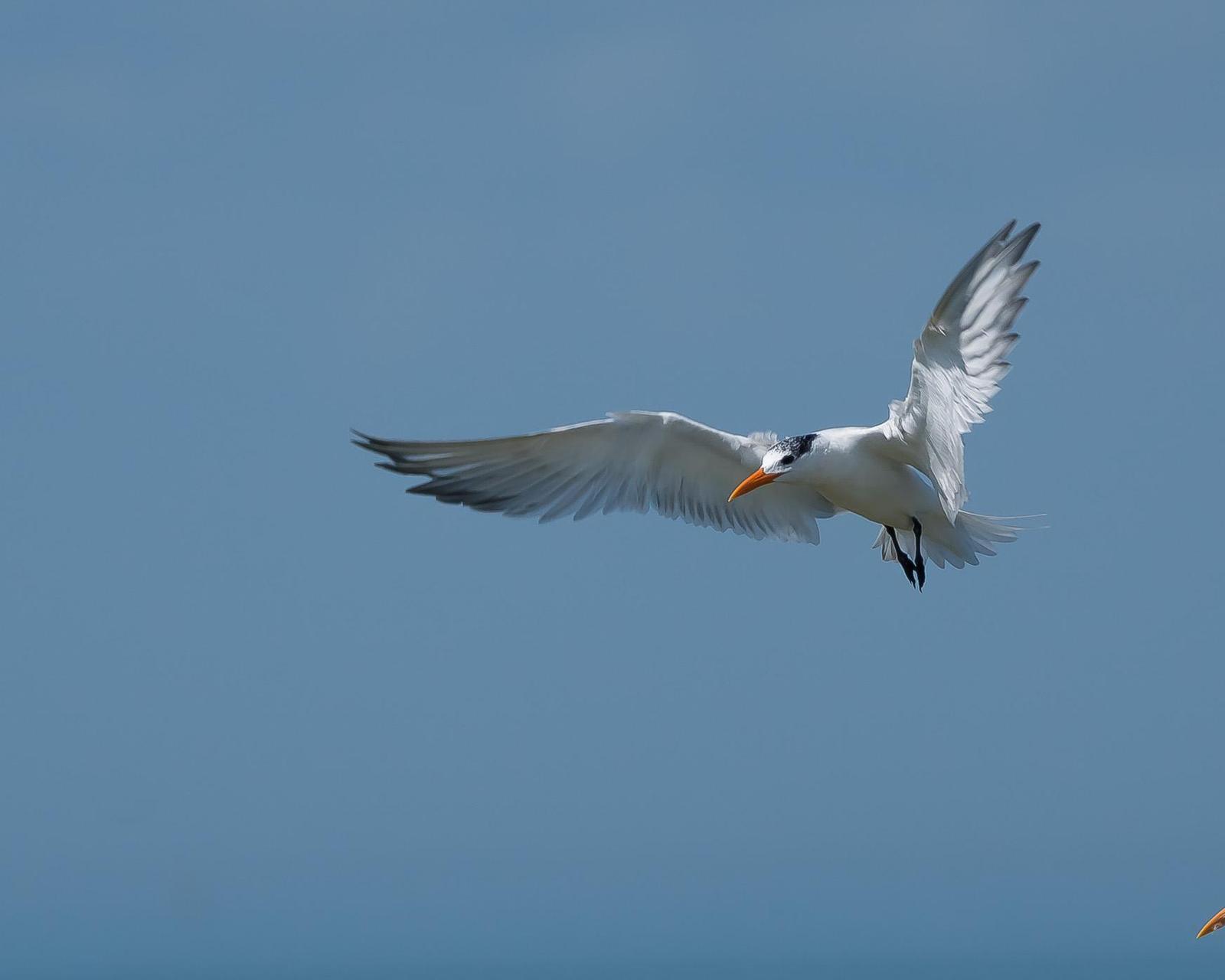 Royal Tern Photo by Gerald Hoekstra