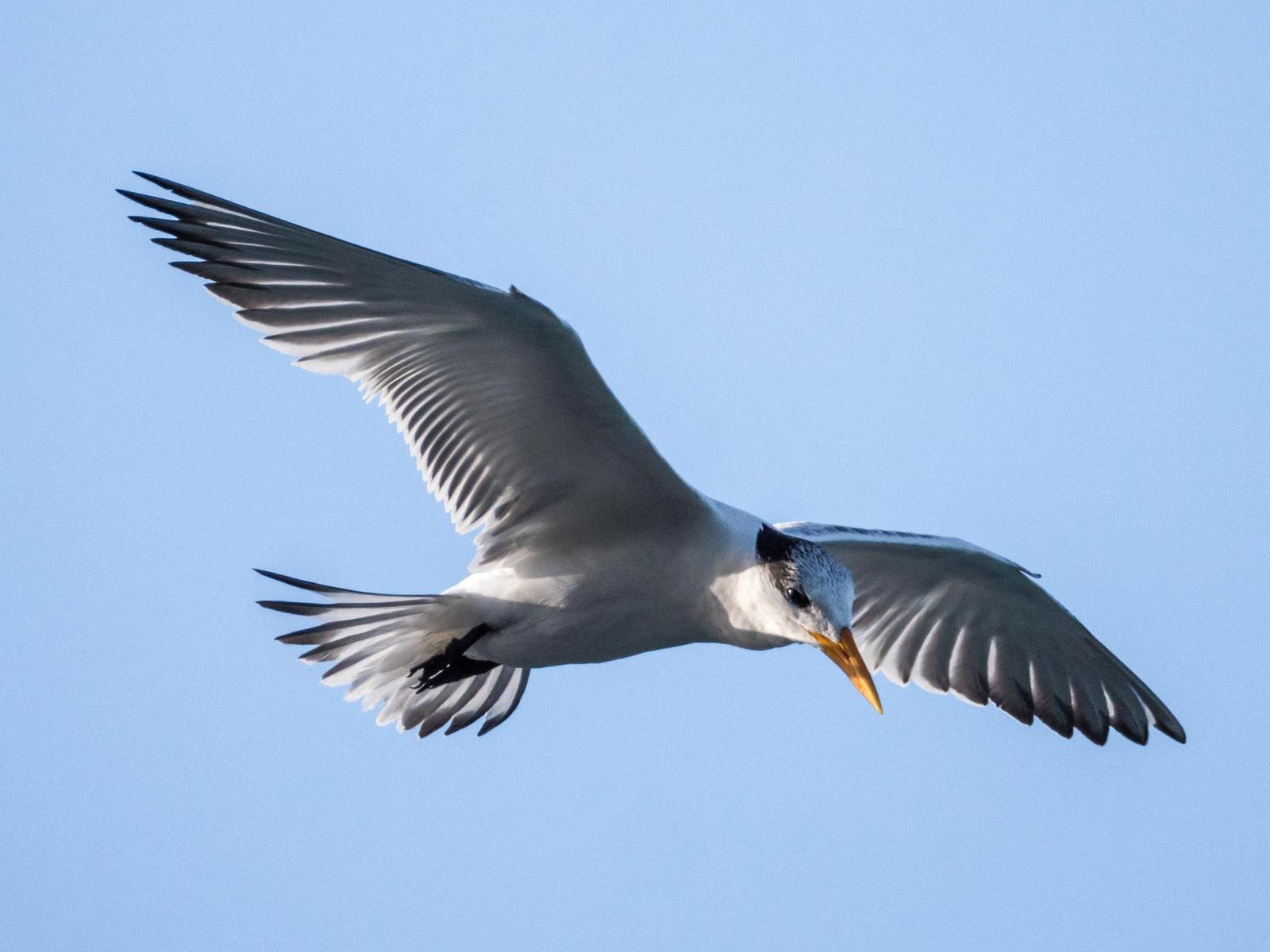 Royal Tern Photo by Michael Rigney