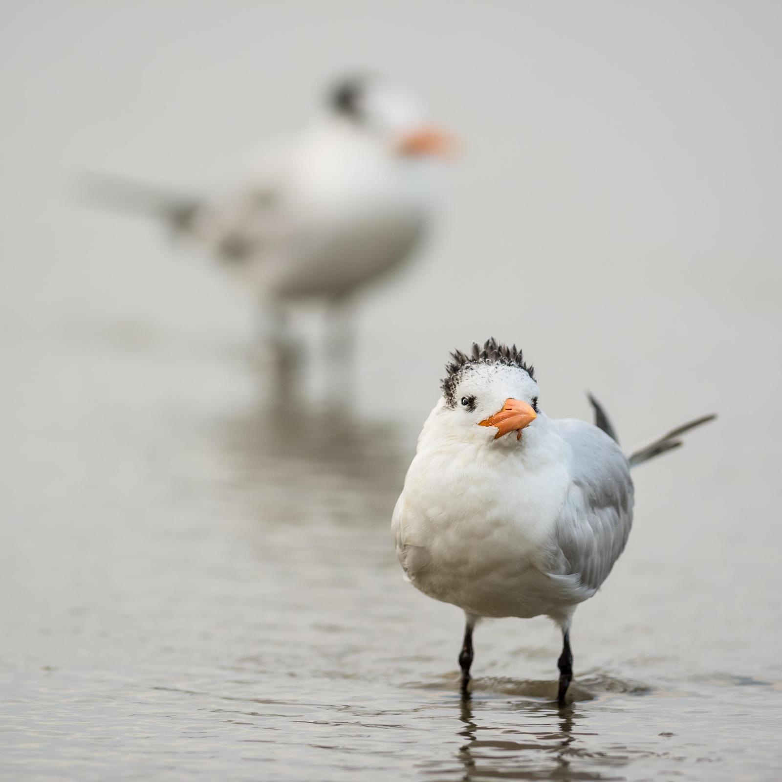 Royal Tern Photo by Jesse Hodges